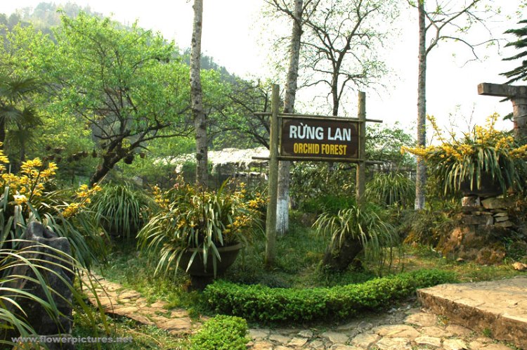 sapa_orchid_garden