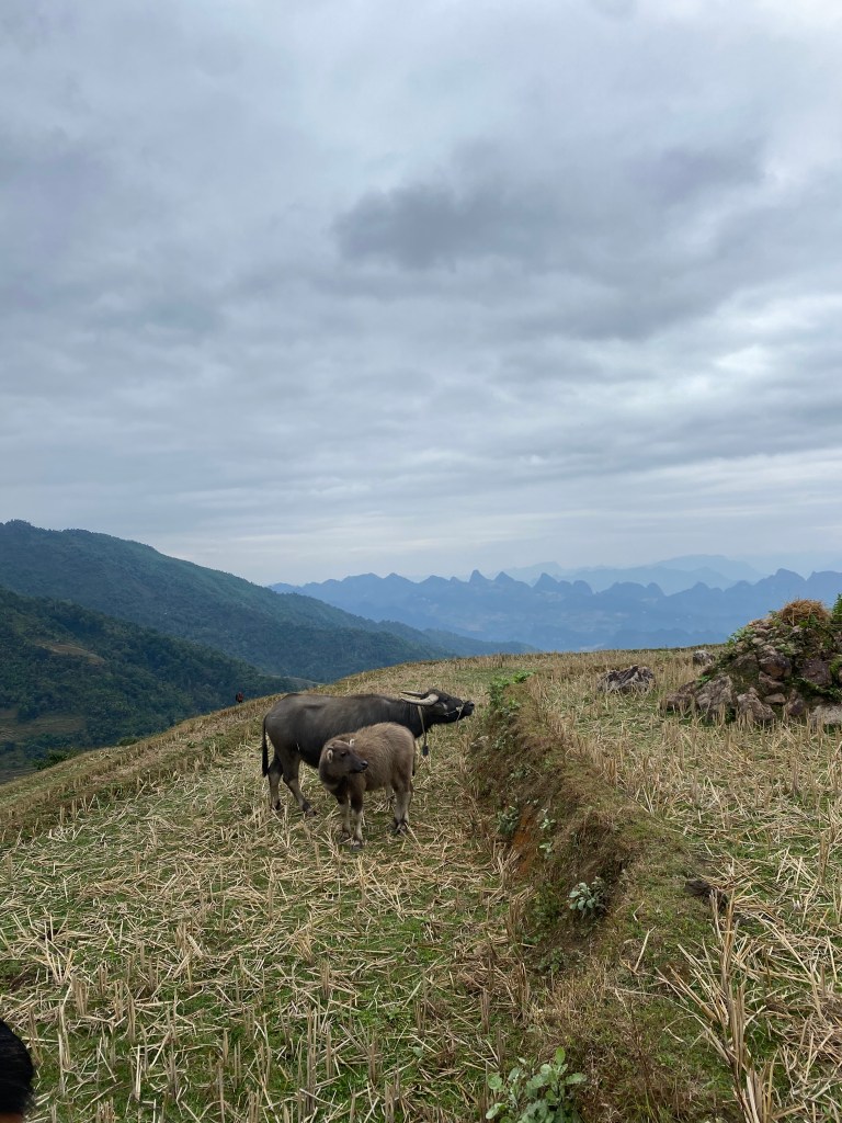 ha giang buffaloes